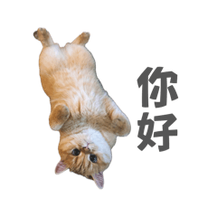 萌萌丁噹貓蛋餃