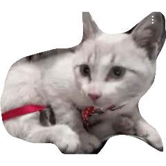 喵咪哈哈123456789