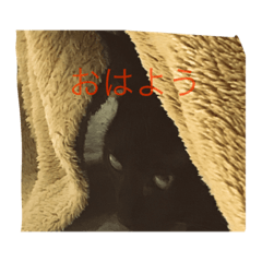 haruneko real