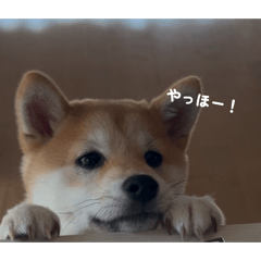 mugi_20260128062856
