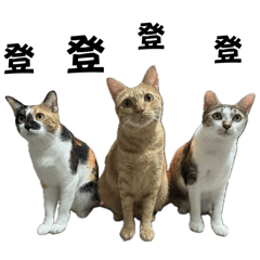 Miruku yumi Yuna Dan bing 貓貓出擊