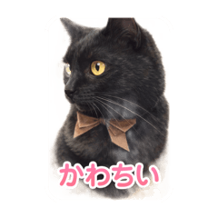 My beloved black cat