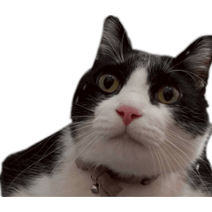 YUKA_20260128092948