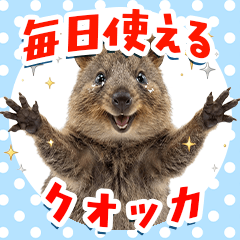 Easy to use! Real Quokka Sticker
