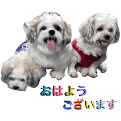 My Dogs (Japanese Version)