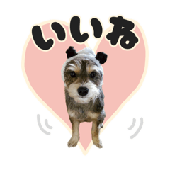 柴シュナのハンゾウ