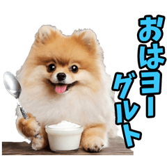 ダジャレ☆ポメラニアン