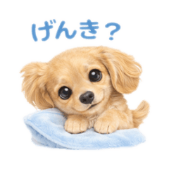 Cute & Healing Dachshund Stickers