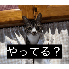 himachan_20260128184947