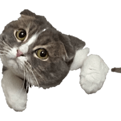 TenSann_20260128184444