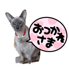 NEKOMARUKE_20260128204858