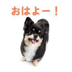 nekochu_20260128223404