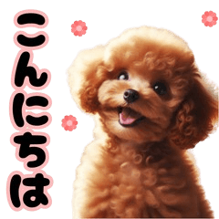 Red ToyPoodle Puppy*Daily Polite Phrases