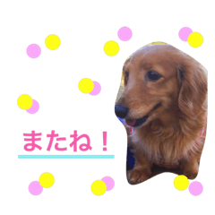 ミニチュアダックスフンド  犬