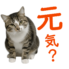 Tabby white cat, Japanese cat