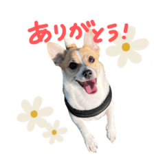 ジャックのはるちゃん①