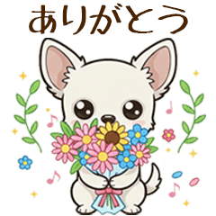 白いチワワのかわいい挨拶 日常会話