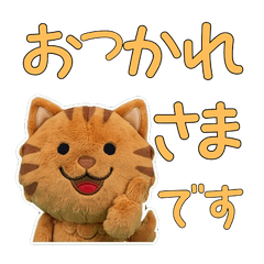 Plush Brown Tabby  9th