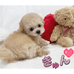 peruru_20260128214554