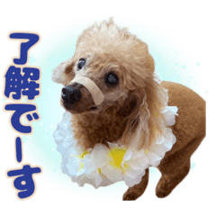 HARUKA_20260128134348