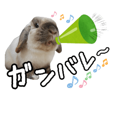 maro rabbit 2