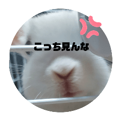 Ruirui_20260128172633