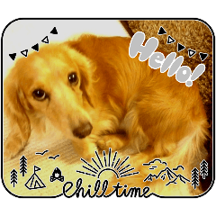 Dachshund_20260128181059