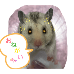 Shino_20260128161615