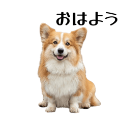 ayrihari_20260128191256