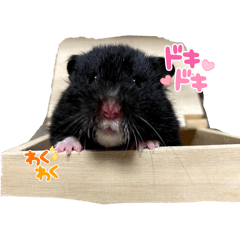 sibeko_20260128161336