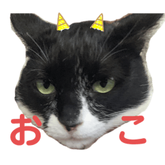 Negitama_20260128194535