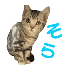 sorara_20260128195233