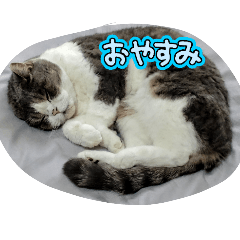 mocha_20260128195921