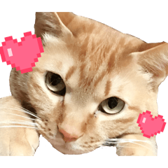 oomorigohan_20260128195005