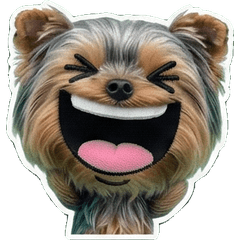 Moving Yorkshire Terrier  8th