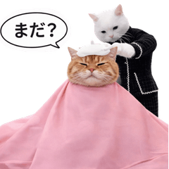 Mite & Friends  cute Cat Reactions