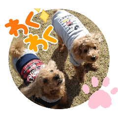 Lecchii_20260128174110