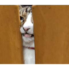 oomorigohan_20260128211316