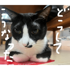 homao_20260128212942