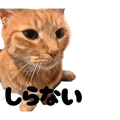 LALAN_20260128212733