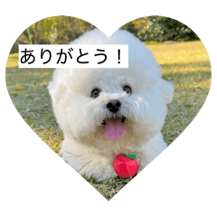 Shino_20260128211434