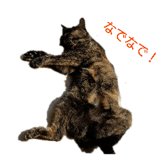 kinako_20260128225627