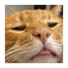 咪是愛睡覺的咪