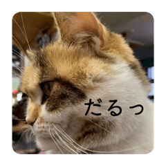 uoo_20260128223932