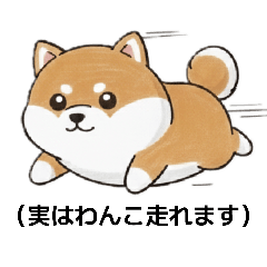 This is our adorable Akita dog, Wanko!