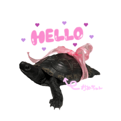 mainichiKawaiikamechan