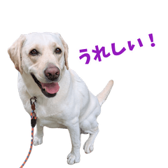 Rescued Labrador stickers