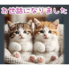 PAKAMOGOLY_20260129101055