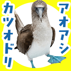 Real Blue-Footed Booby