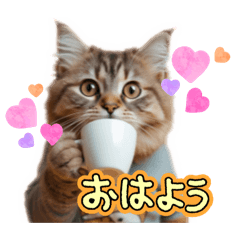 Real Cat Daily Life Talk